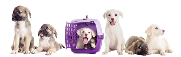 Grupo de cachorros con jaula de transporte de mascotas —  Fotos de Stock