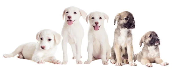 Group of puppies isolated — Stock Photo, Image