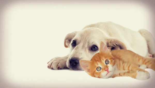 Котенок и щенок изолированы — стоковое фото