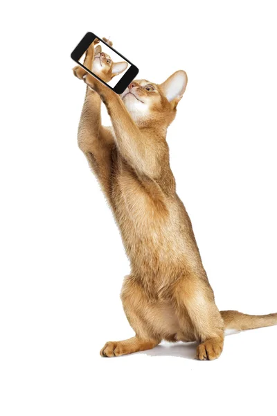 Gatto è fotografato selfie — Foto Stock
