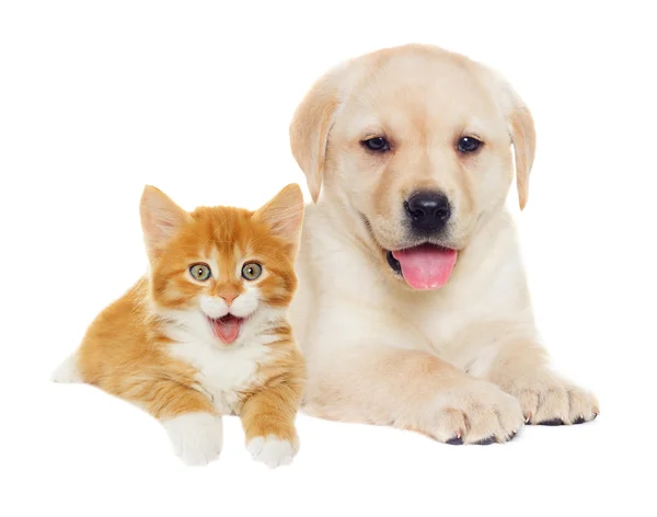 Котенок и щенок вместе — стоковое фото