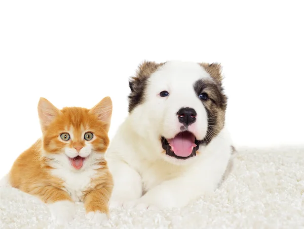 Kotě a štěně dohromady — Stock fotografie