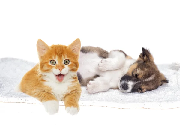 Kitten and puppy together — Stock Photo, Image