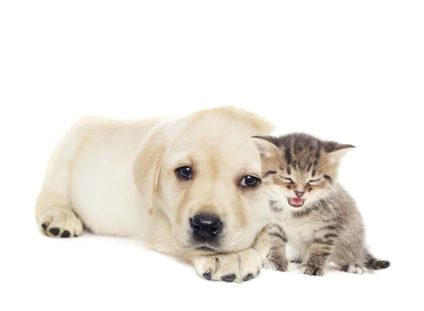 Gatinho e cachorrinho — Fotografia de Stock