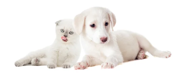 Кошеня і цуценя поруч — стокове фото