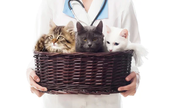 Mujer veterinaria sosteniendo una cesta de gatos —  Fotos de Stock