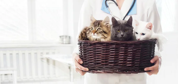 Veterinární lékař žena drží košík koček — Stock fotografie