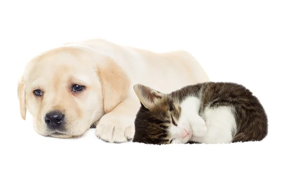 Beige pup en kitten slapen — Stockfoto