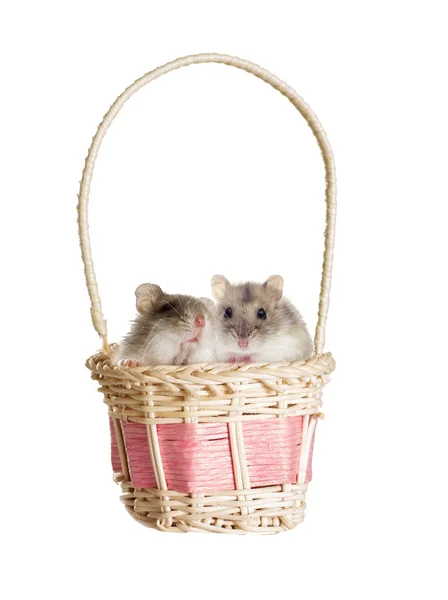 Hamster dans un panier — Photo