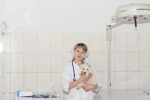 Veterinário feminino em um fundo clínicas — Fotografia de Stock