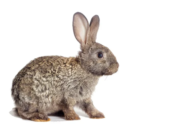 Rabbit on a white background — Stock Photo, Image