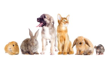 Köpek ve kedi izliyor