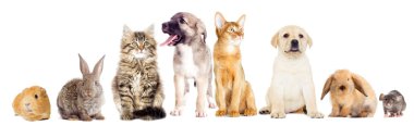 Köpek ve kedi izliyor