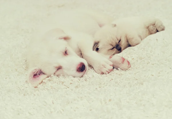 Puppy and kitten sleeping on a fluffy carpet — Stock Photo, Image