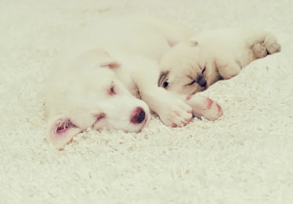 Filhote de cachorro e gatinho dormindo em um tapete fofo — Fotografia de Stock