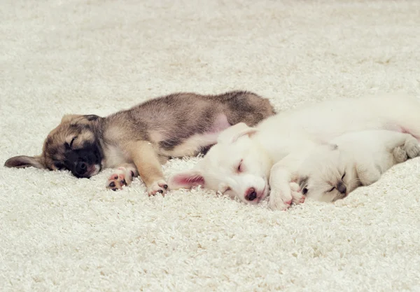 Puppy and kitten sleeping on a fluffy carpet — Stock Photo, Image