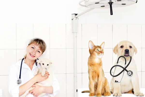 Veterinário feminino em um fundo clínicas — Fotografia de Stock