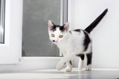 bir pencere pervazına üzerinde yavru kedi