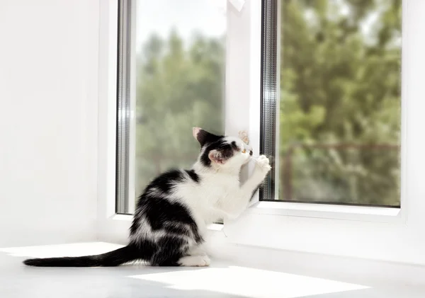 Gatito en un alféizar ventana — Foto de Stock