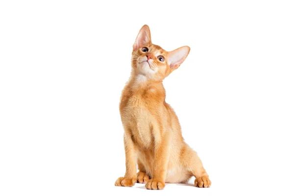 Gyömbér cica látszó Abesszin tenyészt — Stock Fotó