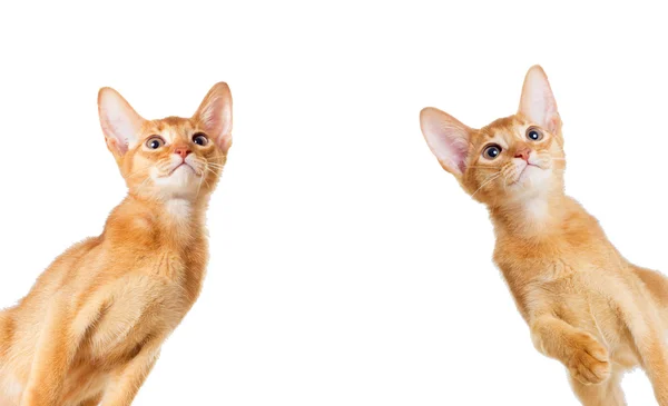 姜小猫看阿比西尼亚品种 — 图库照片