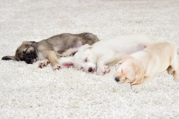 Puppies sleeping on a fluffy carpet — ストック写真