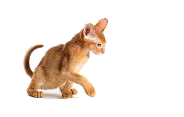 Gatinho de gengibre isolado — Fotografia de Stock