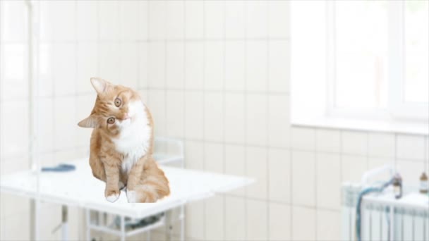 Kätzchen in der Tierklinik — Stockvideo