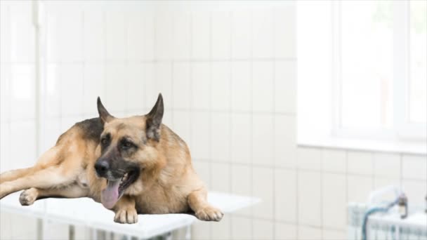 German shepherd dog at vet — Stock Video