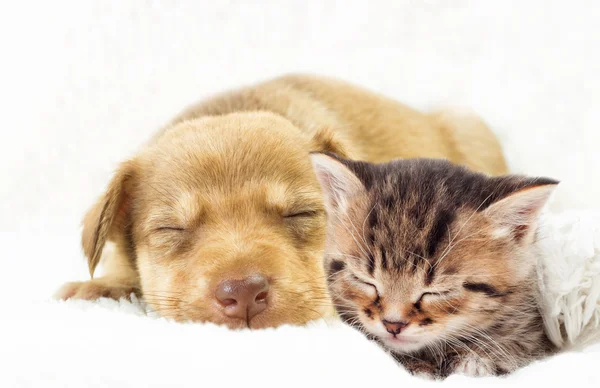 Γατάκι και το κουτάβι που κοιμάται — Φωτογραφία Αρχείου