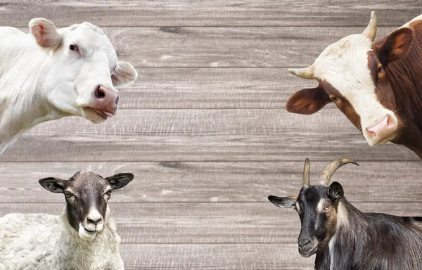 Ziege und ein Schaf und Kühe und Stier — Stockfoto