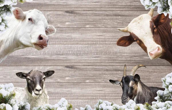 Goat, sheep, cow and bull — Stock Photo, Image