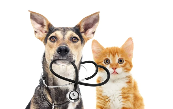 Dog and a cat and a stethoscope — Stock Photo, Image