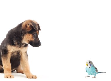 Alman çoban köpek ve kuş izole bir beyaz arka plan üzerinde