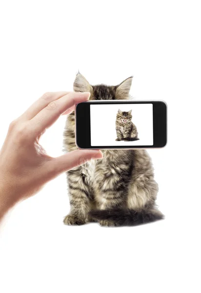 Bir akıllı telefon almak fotoğraf kedi — Stok fotoğraf