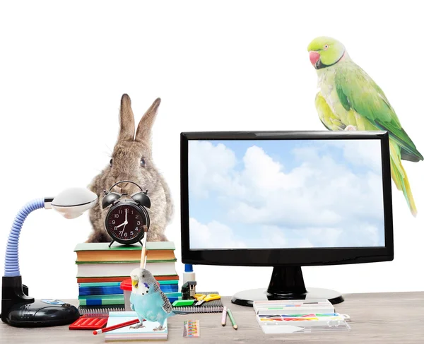 Parrot,rabbit , alarm clock, computer and school supplies — Stock Photo, Image