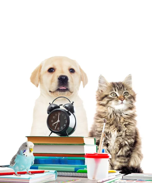 Perroquet, chat, chien et livres et un réveil — Photo