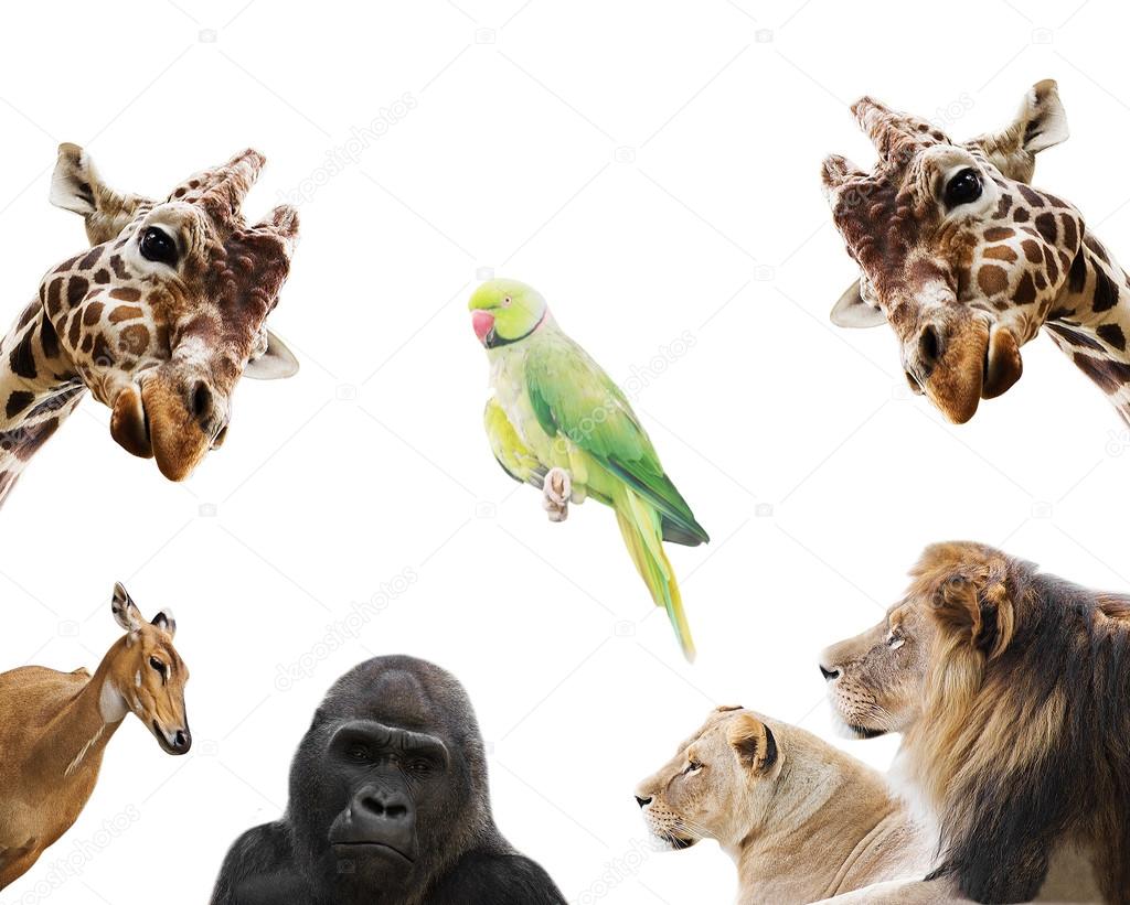 set of tropical african animals