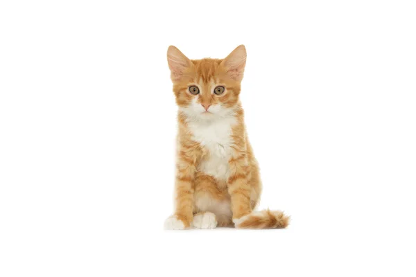 Gato rojo mira un fondo blanco — Foto de Stock