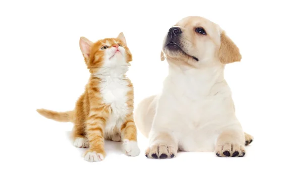 Kotě a štěně Labrador hledá na bílém pozadí — Stock fotografie