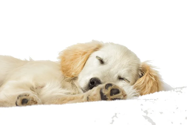 Labrador cachorro durmiendo — Foto de Stock