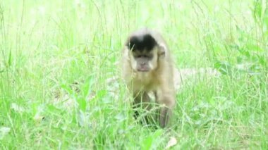 Capuchin maymun Hayvanat Bahçesi