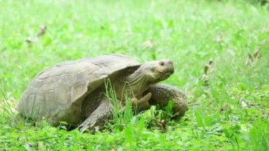 Kaplumbağa çimenlerde sürünüyor
