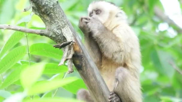 Capuchin monkey eating on tree — Stock Video