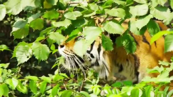 Tigre siberiano na floresta — Vídeo de Stock