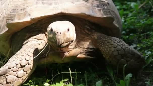 Tortuga arrastrándose sobre la hierba — Vídeos de Stock