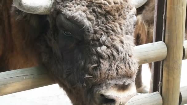 Head of large bison animal — Stock Video