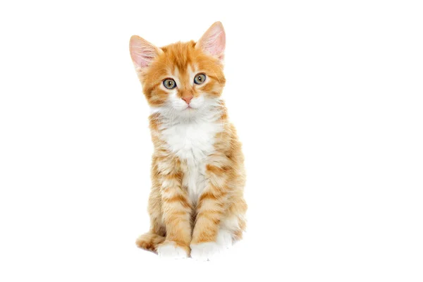 İzole beyaz zemin üzerine kırmızı oynak yavru kedi — Stok fotoğraf