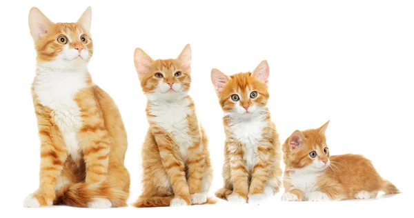 Verspieltes rotes Kätzchen auf weißem Hintergrund — Stockfoto
