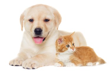 Beyaz bir arka plan üzerinde yavru kedi ve köpek yavrusu Labrador 